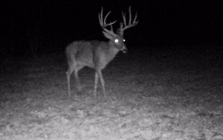 Whitetail deer at night on a habitat property managed by CG Dirt Work and More in northeast Oklahoma