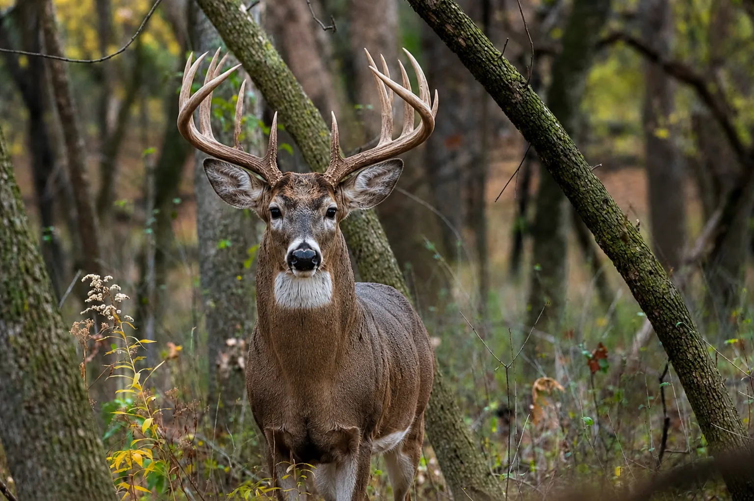 Trophy whitetail buck in green cover — habitat and land management for game by CG Dirt Work and More in northeast Oklahoma
